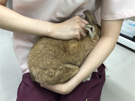 保定動物意思